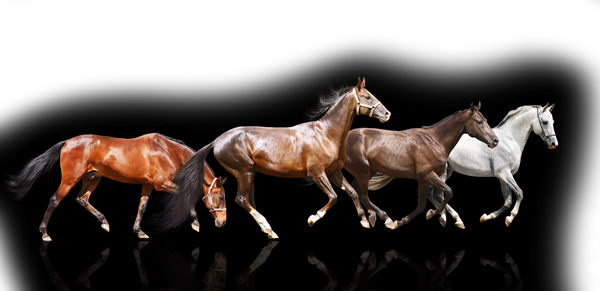 Ahead of the pack.